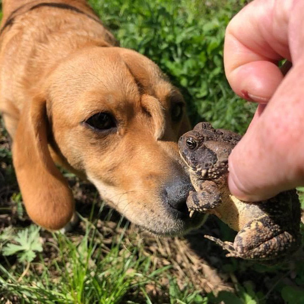 Trong truyền thuyết chúng ta biết đến loài kỳ lân mọc sừng giữa đầu, còn ngoài đời thực cũng tồn tại một số loài biến dị mọc sừng, chú chó này là một ví dụ.