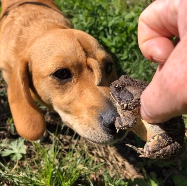 Trong truyền thuyết chúng ta biết đến loài kỳ lân mọc sừng giữa đầu, còn ngoài đời thực cũng tồn tại một số loài biến dị mọc sừng, chú chó này là một ví dụ.