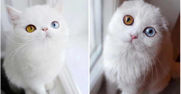 Những chú mèo hai mắt là động vật biến dị cực hiếm trên thế giới.