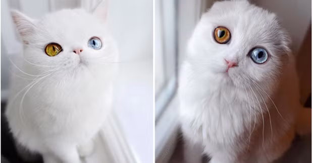 Những chú mèo hai mắt là động vật biến dị cực hiếm trên thế giới.
