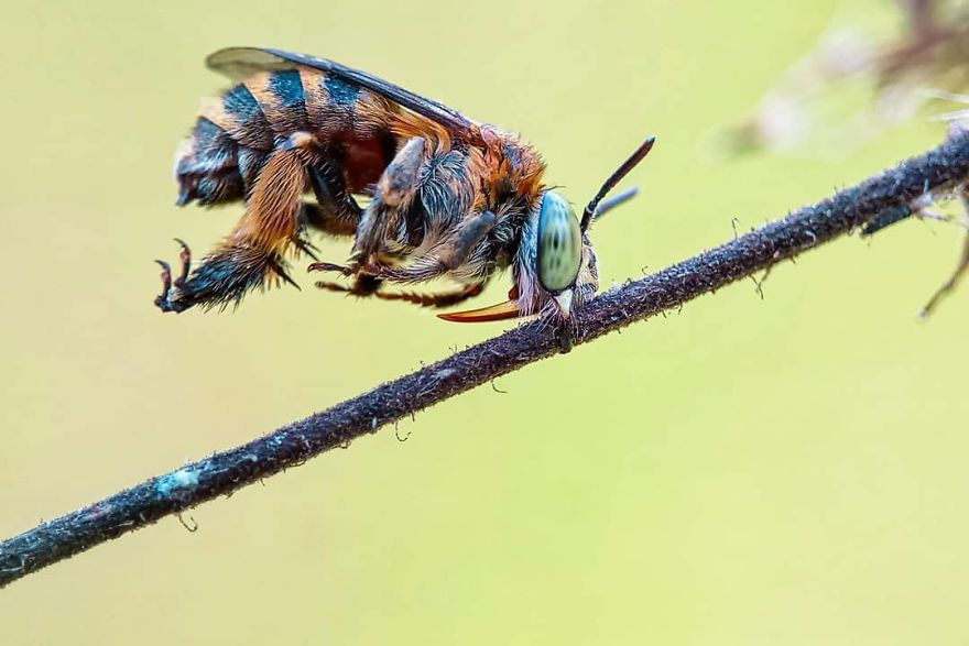 Nghệ thuật chụp macro không chỉ được ứng dụng để chụp ảnh sản phẩm, sự vật mà còn giúp những nhiếp ảnh gia từ chuyên nghiệp đến nghiệp dư lưu lại được khoảnh khắc tuyệt đẹp của động vật trong thế giới tự nhiên.