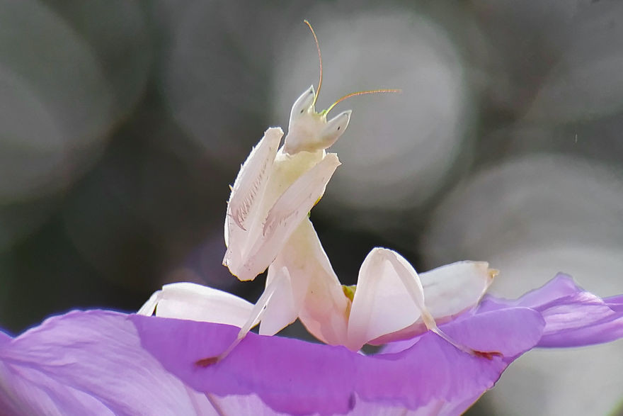 Khoảnh khắc bọ ngựa nhảy múa trên cánh hoa chụp bởi ống kính macro.