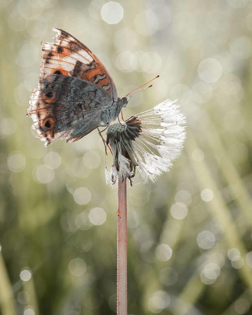 Cực lạ, ống kính máy ảnh làm từ gỗ | VTC
