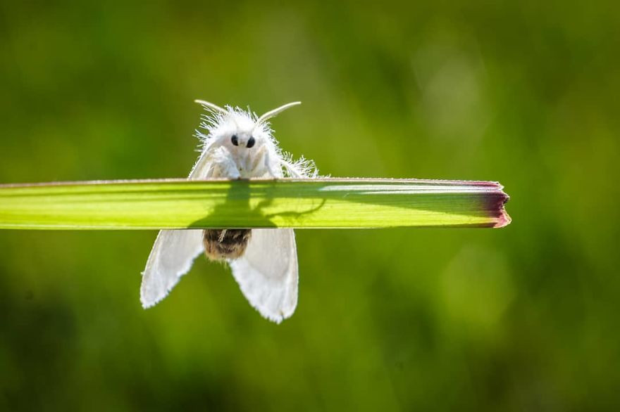 Côn trùng được xem là đối tượng chụp ảnh macro thú vị nhất của những người yêu nhiếp ảnh.