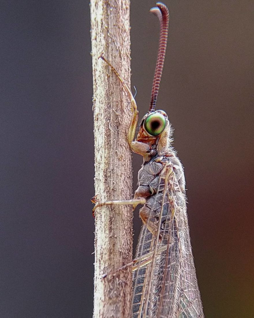Cặp mắt đầy sắc màu của loài côn trùng trong tự nhiên khiến người xem liên tưởng đến một viên ngọc quý.