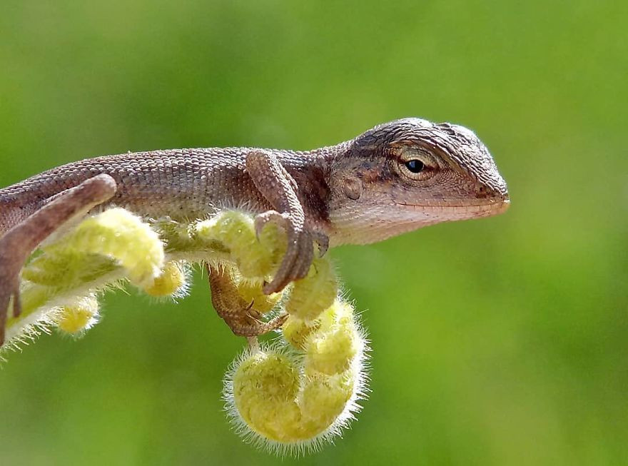 Khoảnh khắc chúng ăn, cách chúng giao phối, nghỉ ngơi, tương tác với môi trường sống hay những cặp mắt nhỏ xíu được zoom cận cảnh đầy lộng lẫy đều trở thành chi tiết được những người mê chụp macro chú ý.