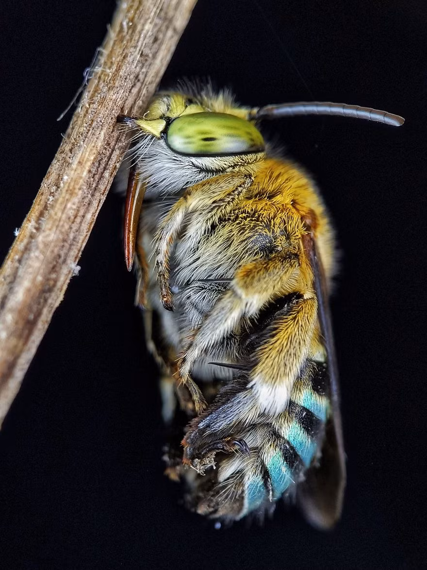 Ánh sáng là một yếu tố quan trọng trong việc chụp ảnh macro. Các nhiếp ảnh gia cho rằng, nếu không thể chụp ảnh vào buổi sáng thì nên sử dụng đèn LED hoặc các nguồn sáng tương tự.
