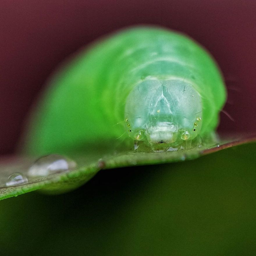 Đôi mắt ''có như không có'' của một chú sâu xanh.