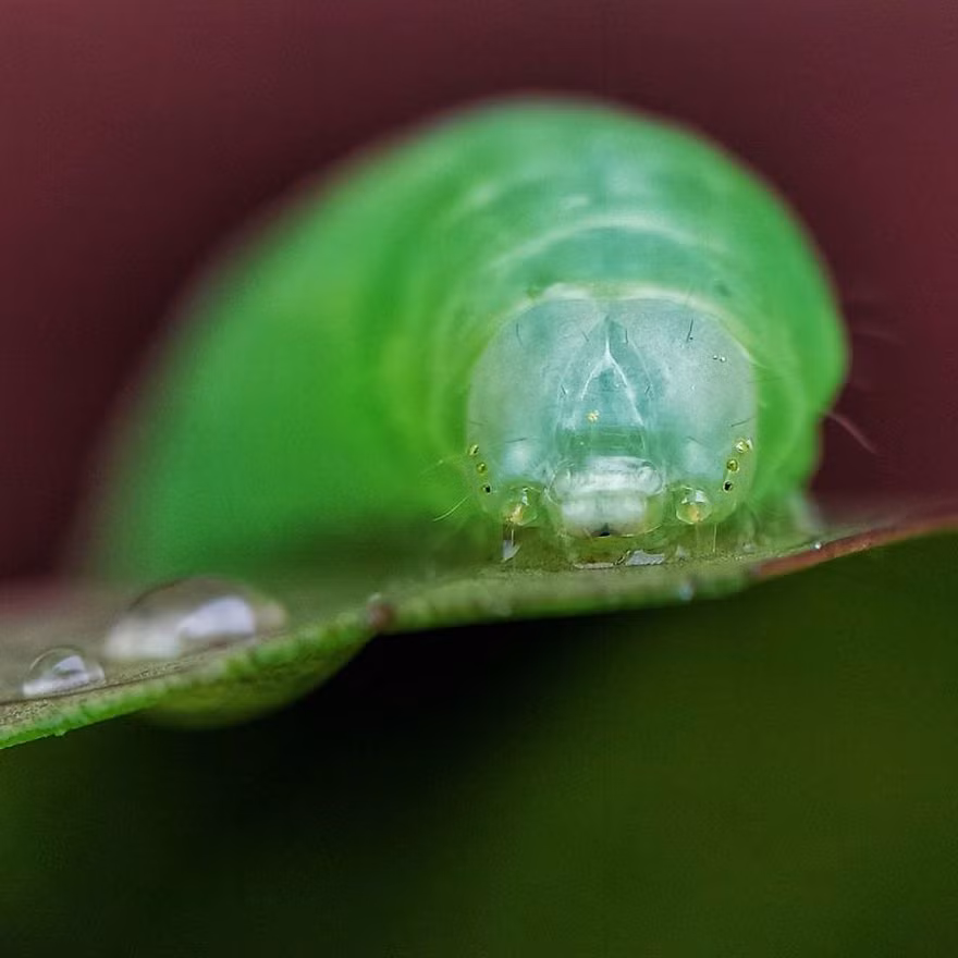 Đôi mắt ''có như không có'' của một chú sâu xanh.