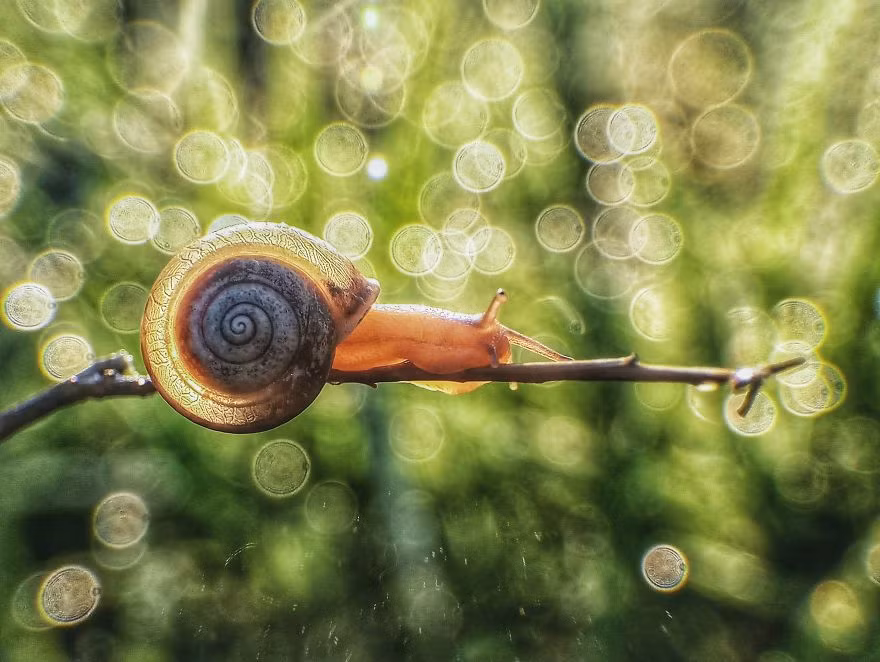 Một số bức ảnh khác chụp bằng nghệ thuật macro.