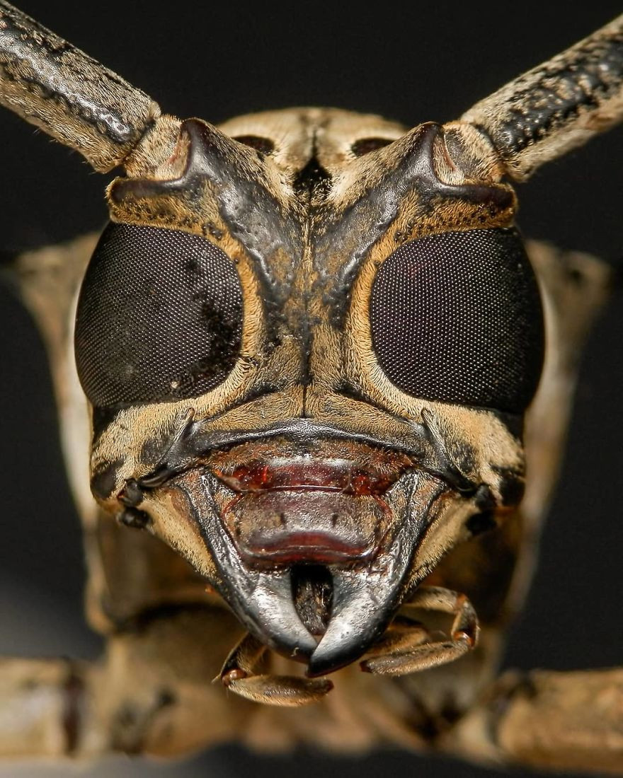 Bộ ảnh cận cảnh những cặp mắt côn trùng siêu nhỏ dưới ống kính macro này sẽ khiến bạn bị ấn tượng, đến mức nghĩ rằng chúng là sinh vật ngoài hành tinh chứ không phải những con bọ thường ngày bắt gặp trong vườn nhà.