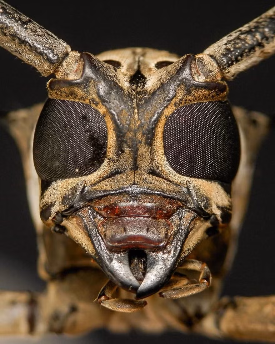 Bộ ảnh cận cảnh những cặp mắt côn trùng siêu nhỏ dưới ống kính macro này sẽ khiến bạn bị ấn tượng, đến mức nghĩ rằng chúng là sinh vật ngoài hành tinh chứ không phải những con bọ thường ngày bắt gặp trong vườn nhà.