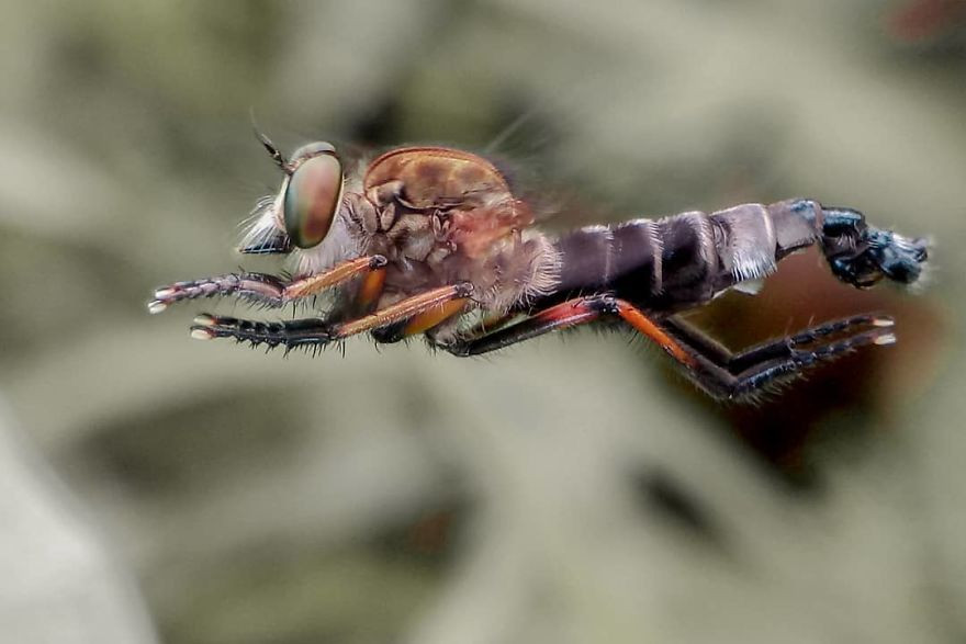 Chụp macro là khi ảnh được chụp ở một phạm vi rất gần với sự vật, để có được các chi tiết chính xác với độ phóng đại tốt nhất. Một bức ảnh macro lý tưởng là khi độ phóng đại được tạo ra theo tỉ lệ 1:1.