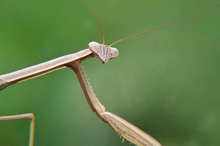 Đôi mắt siêu tí hon của bọ ngựa.