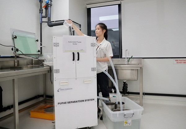 Theo các nhà nghiên cứu Singapore, cả muỗi nhân tạo và muỗi hoang dã trong môi trường tự nhiên khi bị nhiễm Wolbachia sẽ chết theo lẽ tự nhiên mà không sinh thêm bọ gậy.