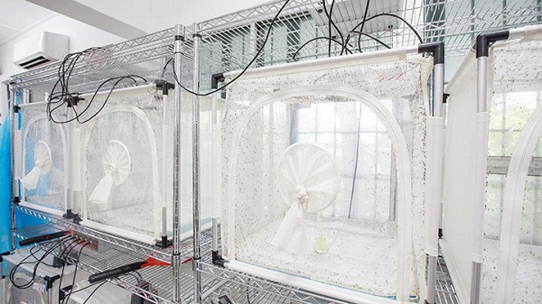 Đặc biệt, loại muỗi mới được Singapore tạo ra để chống sốt xuất huyết không hề đốt người. Wolbachia cũng không lây nhiễm cho người hay các động vật có vú khác.