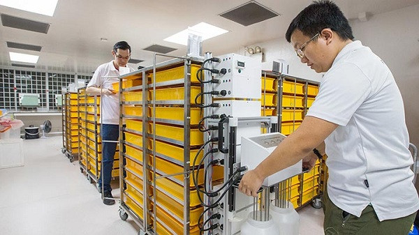 Nhờ phương pháp dùng muỗi để chống muỗi cực hay ho này, số muỗi chứa virus sốt xuất hiện tại Singapore giảm cực mạnh đến hơn 90%, nhiều khu dân cư được giải thoát khỏi hiểm họa nhiễm virus.