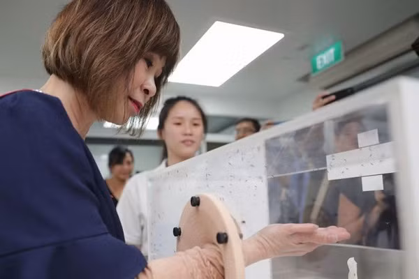 Nghe thì có vẻ vô lý, nhưng chính xác thì Singapore đã dùng chính những con muỗi ''nhân tạo'' để diệt muỗi tự nhiên, chống sốt xuất huyết. Người ta truyền vào ''muỗi tốt'' một loại chất khiến những con ''muỗi xấu'' sinh sản.