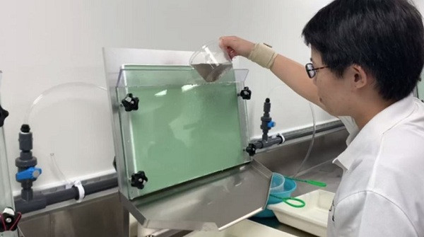 Sau khi muỗi đực nhiễm vi khuẩn, các nhà nghiên cứu thả chúng khăp mọi nơi từ thành thị đến nông thôn, để giao phối với muỗi cái hoang dã. Vi khuẩn được truyền sang muỗi cái, khiến trứng của chúng không thể thụ tinh.