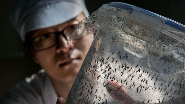 Từ thuốc chống muỗi, thuốc xịt diệt côn trùng cho đến sơn tường chông muỗi đều trở nên vô hiệu, cho đến khi các nhà khoa học nghiên cứu ra một phương pháp vừa hiệu quả lại không độc hại: nuôi muỗi để chống muỗi.