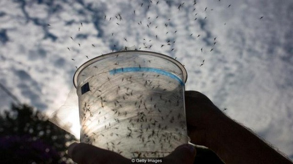 Cụ thể, trong phòng thí nghiệm những con muỗi Aedes được truyền một chủng Wolbachia pipientis, loại vi khuẩn phổ biến có thể ngăn virus Zika và các virus gây bệnh tương tự như sốt xuất huyết. Muỗi nhiễm Wolbachia sẽ được tăng cường hệ miễn dịch vào bảo vệ nó khỏi các loại virus.