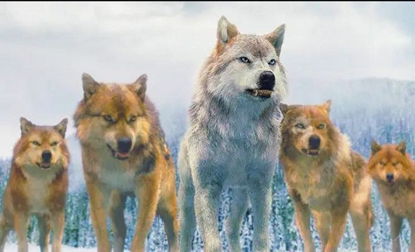 Direwolves lớn hơn và mạnh hơn nhiều so với những con sói bình thường bởi sở hữu cơ thể dài tới 1,8m và nặng gần 70kg, tuy nhiên không nhanh nhẹn như hình ảnh xuất hiện trên phim.