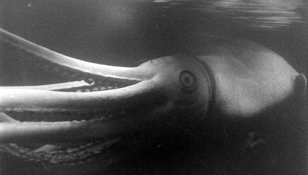 Vào năm 2015, các nhà khoa học cùng thủy thủ đã phát hiện ra một con mực dài 3m mà theo họ chỉ là một con mực nhỏ, khi trưởng thành nó có thể dài tới hơn 24m. Đây là minh chứng cho việc quái vật biển khổng lồ trong truyền thuyết có tồn tại.