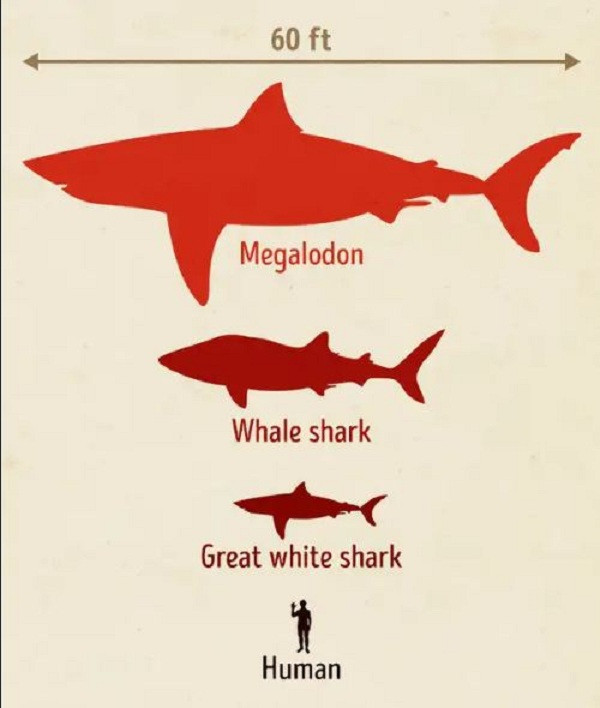 Một số phát hiện cho thấy, những kẻ săn mồi dưới nước khổng lồ này có thể vẫn sống khi con người đầu tiên xuất hiện. Thậm chí cò người nghĩ rằng Megalodon vẫn có khả năng sống trong những khu vực chưa được khám phá.