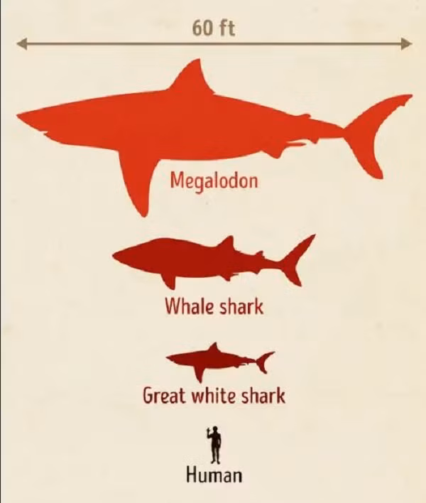 Một số phát hiện cho thấy, những kẻ săn mồi dưới nước khổng lồ này có thể vẫn sống khi con người đầu tiên xuất hiện. Thậm chí cò người nghĩ rằng Megalodon vẫn có khả năng sống trong những khu vực chưa được khám phá.
