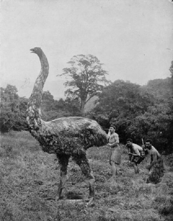 Moa là một loài chim không biết bay, chỉ tồn tại ở New Zealand cho đến năm 1400 sau Công nguyên. Chúng cao khoảng 3,7m và nặng tới 250kg, phần thân to lớn, đôi chân khỏe mạnh cùng chiếc cổ dài gần giống đà điểu.