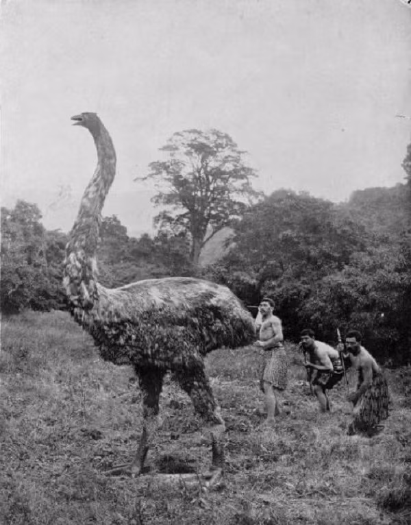 Moa là một loài chim không biết bay, chỉ tồn tại ở New Zealand cho đến năm 1400 sau Công nguyên. Chúng cao khoảng 3,7m và nặng tới 250kg, phần thân to lớn, đôi chân khỏe mạnh cùng chiếc cổ dài gần giống đà điểu.