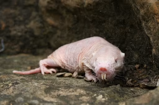 Tuy xấu xí nhưng chuột chũi trần lại là một trong những loài vật sở hữu ma thuật phi thường bậc nhất thế giới mà con người luôn ao ước.Ccác nhà khoa học đã bất ngờ khi tìm ra rằng chuột chũi trần hoàn toàn miễn dịch với ung thư, vì họ chưa bao giờ thấy một dấu hiệu nào của căn bệnh này trong tất cả những hang ổ và đàn chuột nào cho đến nay.