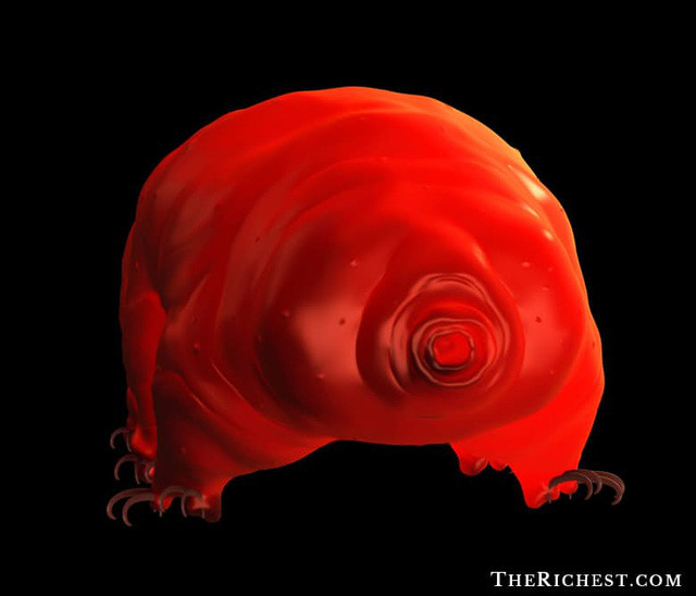 Bọ gấu nước thậm chí có thể sống sót trong điều kiện ngoài vũ trụ trong 10 ngày liên tiếp và sau đó chỉ cần xúc tác 1 chút là lại khỏe mạnh bình thường.