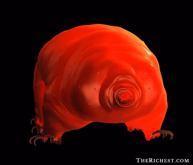 Bọ gấu nước thậm chí có thể sống sót trong điều kiện ngoài vũ trụ trong 10 ngày liên tiếp và sau đó chỉ cần xúc tác 1 chút là lại khỏe mạnh bình thường.