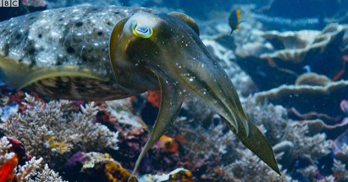 Chúng có được điều này là do lớp vỏ tế bào sắc tố bên dưới da mực nang phản chiếu và tỏa ra ánh sáng từ nguồn khác. Kết cấu da cũng có thể được kiểm soát và điều chỉnh để tạo ra nhiều hiệu ứng ánh sáng khác nhau.