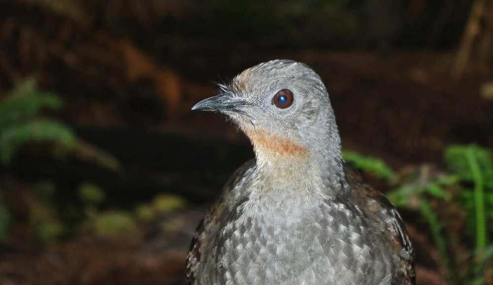 Nhờ có thanh quản có cấu trúc đặc biệt, cầm điểu có thể mô phỏng lại hầu hết những âm thanh nó nghe được, kể cả là nhân tạo như tiếng cưa, súng laser bắn hay màn trập máy ảnh... Đây cũng chính là ''vũ khí đặc biệt'' vừa giúp loài chim này đe dọa và cũng đánh lạc hướng kẻ thù.