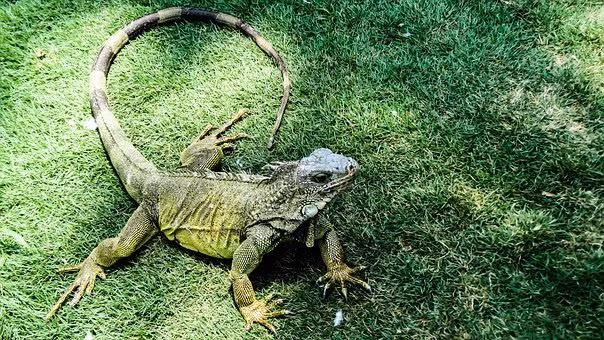 Kỳ giông xanh được coi là sở hữu năng lực của Chúa trời, chạy lướt trên mặt nước mà không hề khó khăn hay bị chìm.