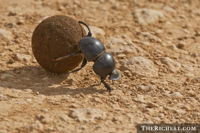 Không hổ danh là động vật khỏe nhất thế giới, nếu tính theo tỷ lệ, bọ hung cánh cứng hoàn toàn nâng được vật lớn gấp 1.141 lần so với cơ thể mình. Nếu xét trên cơ thể con người, chúng ta sẽ nâng được khối lượng tương đương 80 tấn.