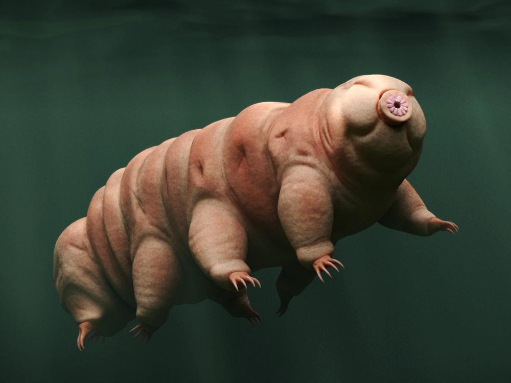 Nhắc đến những loài vật nhỏ bé sở hữu siêu năng lực phi thường nhất, không thể bỏ qua bọ gấu nước - sinh vật bất tử của Trái Đất. Nhiệt độ âm cũng chỉ là chuyện đơn giản với chúng - điều mà lẽ ra các loài động vật khác đã ngừng trao đổi chất và giảm sự thoát hơi nước qua da xuống mức thấp nhất.