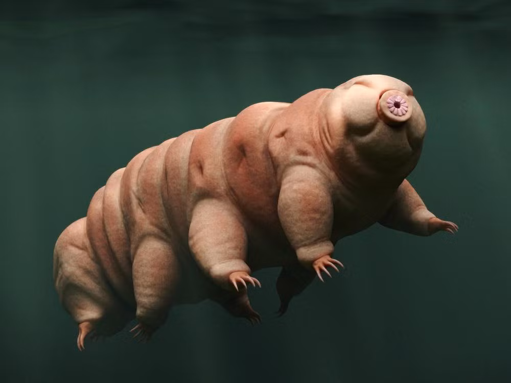 Nhắc đến những loài vật nhỏ bé sở hữu siêu năng lực phi thường nhất, không thể bỏ qua bọ gấu nước - sinh vật bất tử của Trái Đất. Nhiệt độ âm cũng chỉ là chuyện đơn giản với chúng - điều mà lẽ ra các loài động vật khác đã ngừng trao đổi chất và giảm sự thoát hơi nước qua da xuống mức thấp nhất.