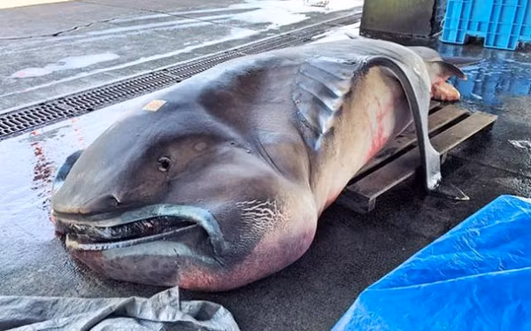 Thế nhưng cái miệng của cá mập Wobbegong chưa là gì so với cá mập miệng to hiếm gặp này. Được phát hiện năm 1976, loài này sống ở những vùng biển sâu trên thế giới và có chiếc miệng khổng lồ chứa 50 hàm răng nhỏ sắc nhọn.