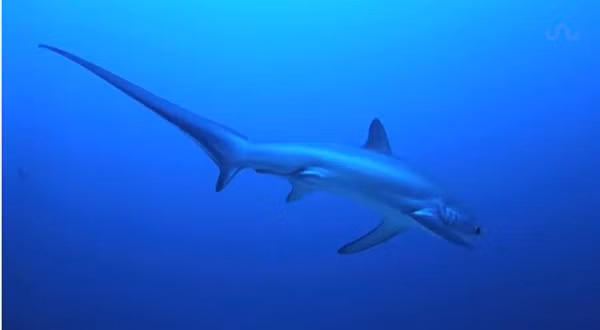 Cá mập cáo sở hữu cái đuôi dài nhất trong thế giới cá mập, đây cũng là lợi thế khiến chúng bơi cực nhanh. Chỉ riêng chiếc đuôi của nó đã nặng hơn 300kg, chiếm 33% trọng lượng cơ thể.