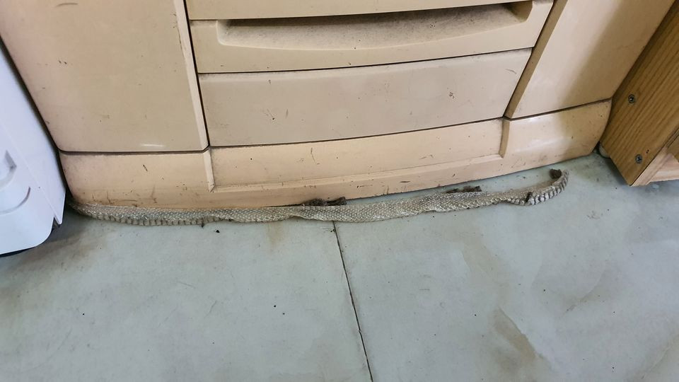 Cụ thể, một người đàn ông phát hiện những xác khô trong nhà được cho là của một loài rắn trong quá trình lột da, đáng nói hơn đây không phải lần đầu tiên anh bắt gặp. Người này đăng tải lên mạng xã hội tỏ vẻ lo lắng, kèm theo đó hỏi ý kiến dân mạng về ''danh tính'' của loài rắn này.