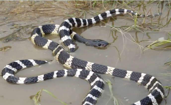 Vết cắn của rắn cạp nia gây ra tỷ lệ thiệt mạng lên tới 75%, vì hầu hết các vết cắn đều không sưng hay đau nhiều, khiến nạn nhân chủ quan, thậm chí không biết mình bị rắn cắn.