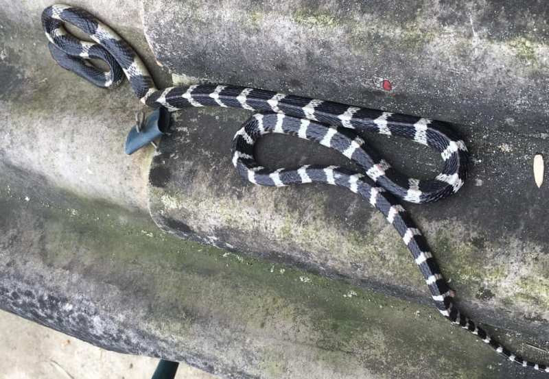 Cạp nia thường ẩn nấp trong các đồng cỏ và cánh rừng có nhiều bụi rậm. Chúng kiếm ăn về đêm với con mồi là chuột, thằn lằn, ếch nhái, ban ngày thường rất hiền lành, nhưng ban đêm lại đặc biệt dữ tợn.