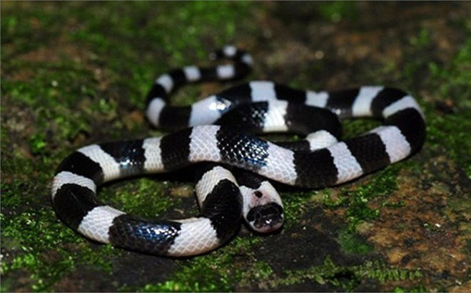 Rắn cạp nia có màu đen hoặc xanh đen với những sọc trắng không đều trên thân, khác với rắn cạp nong lớn hơn và có sọc vàng đen.