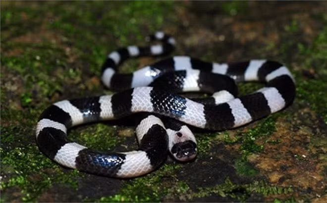 Rắn cạp nia có màu đen hoặc xanh đen với những sọc trắng không đều trên thân, khác với rắn cạp nong lớn hơn và có sọc vàng đen.