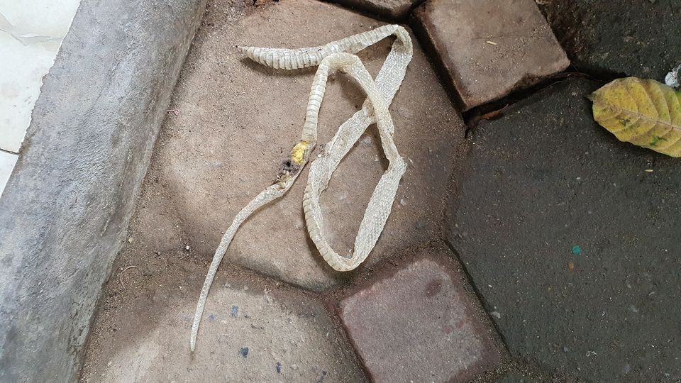 Người thì cho rằng đây là vỏ xác của hổ mang chúa, người lại nhìn phần đuôi nhỏ và đoán là của một con rắn đuôi chuông hoặc rắn ráo. Đồng thời không ít người cảnh báo có thể một ổ rắn độc đã xuất hiện trong nhà người đàn ông này.