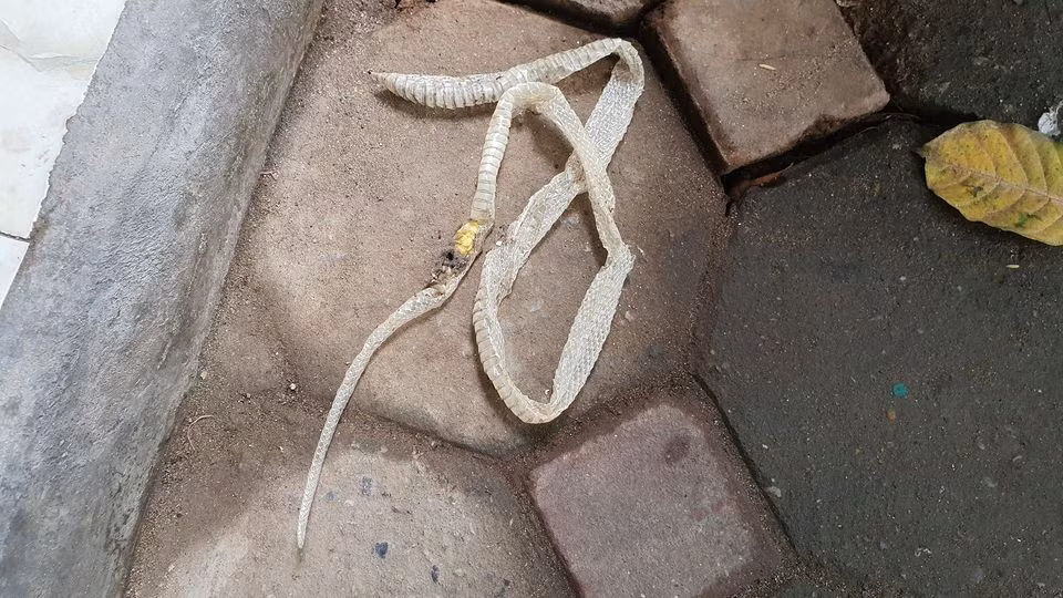 Người thì cho rằng đây là vỏ xác của hổ mang chúa, người lại nhìn phần đuôi nhỏ và đoán là của một con rắn đuôi chuông hoặc rắn ráo. Đồng thời không ít người cảnh báo có thể một ổ rắn độc đã xuất hiện trong nhà người đàn ông này.