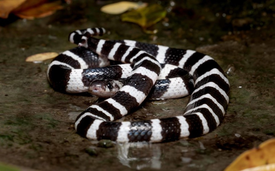 Theo nghiên cứu, rắn cạp nia (loại ở miền Bắc) có lượng nọc độc trung bình khoảng 4,6 mg - 18.4mg/nhát cắn. Nọc độc có độc tính cao với giá trị LD50 đạt 0.09mg/kg – 0.108mg/kg mỗi nhát.